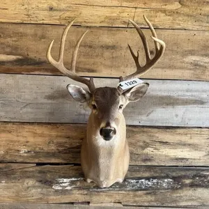 Whitetail shoulder mount