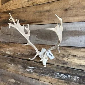 Fallow European mount