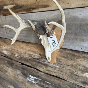 Very unique Whitetail European mount