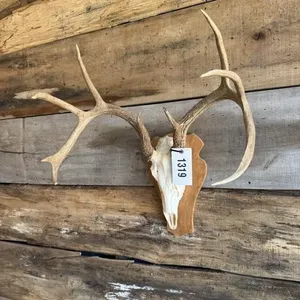 Whitetail European mount