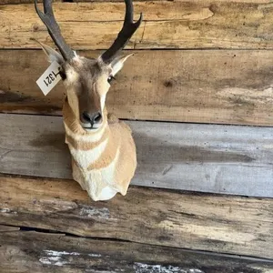 Pronghorn Antelope shoulder mount