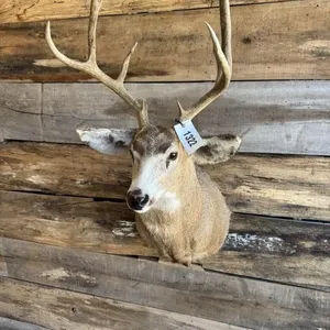 Mule deer shoulder mount