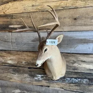 Whitetail shoulder mount