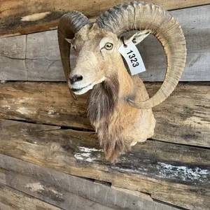 Transcaspian Urial Cross shoulder mount