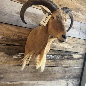 Aoudad shoulder mount