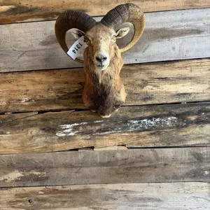 Red Sheep Cross shoulder mount