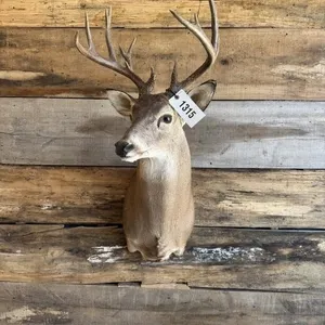Whitetail shoulder mount