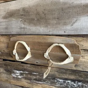 Shark mandibles
