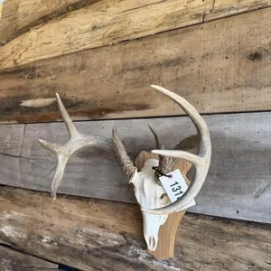 Whitetail European mount