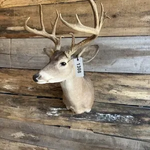 Whitetail shoulder mount