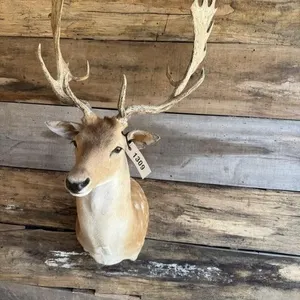 Fallow shoulder mount