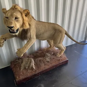 Full body African Lion mount