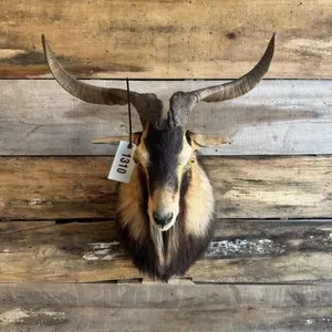 Billy Goat mount