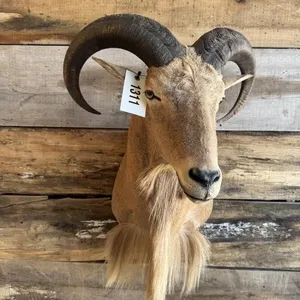Aoudad shoulder mount