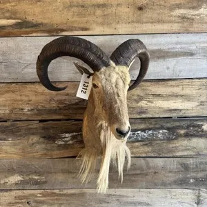 Aoudad shoulder mount