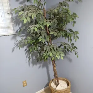 Artificial Ficus Tree