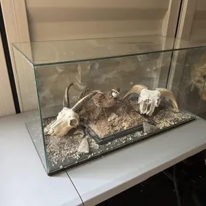 Quail, Jacob Sheep, and Ram display