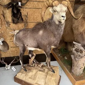 Stone Sheep Full Body Mount