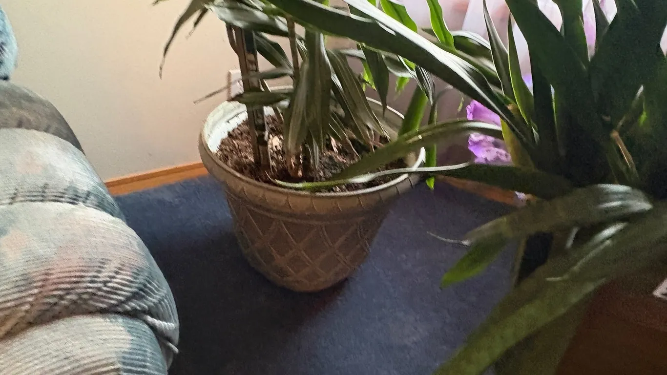 HOUSE PLANTS