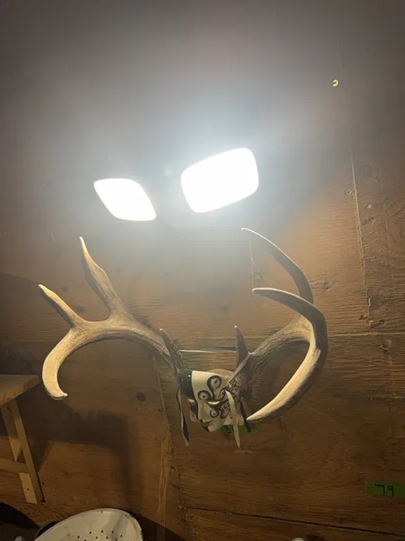 Set whitetail horns, heavy uniform 4x4