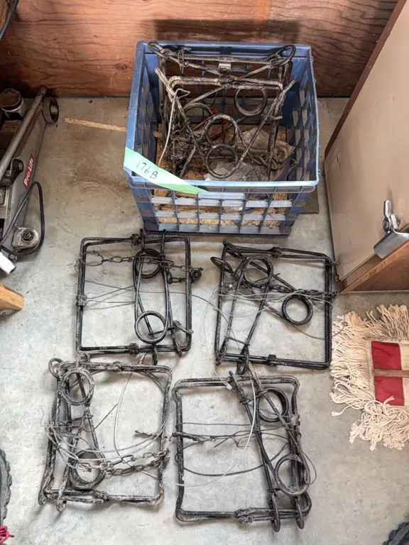 Six large Conibear traps