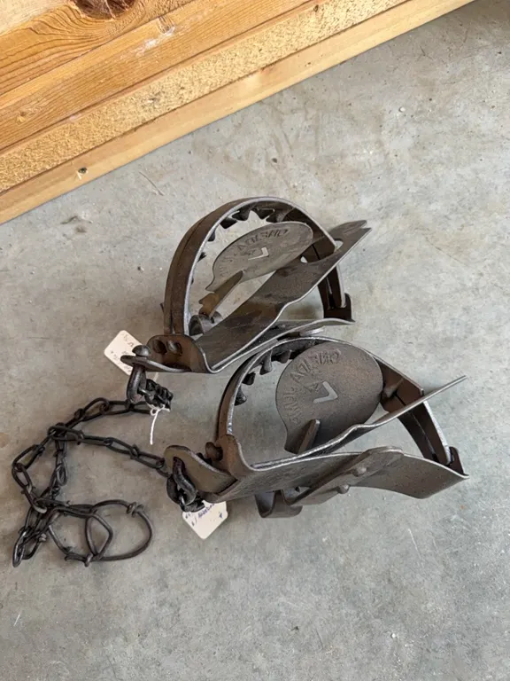(2) number 14 Victor traps with teeth, collector traps