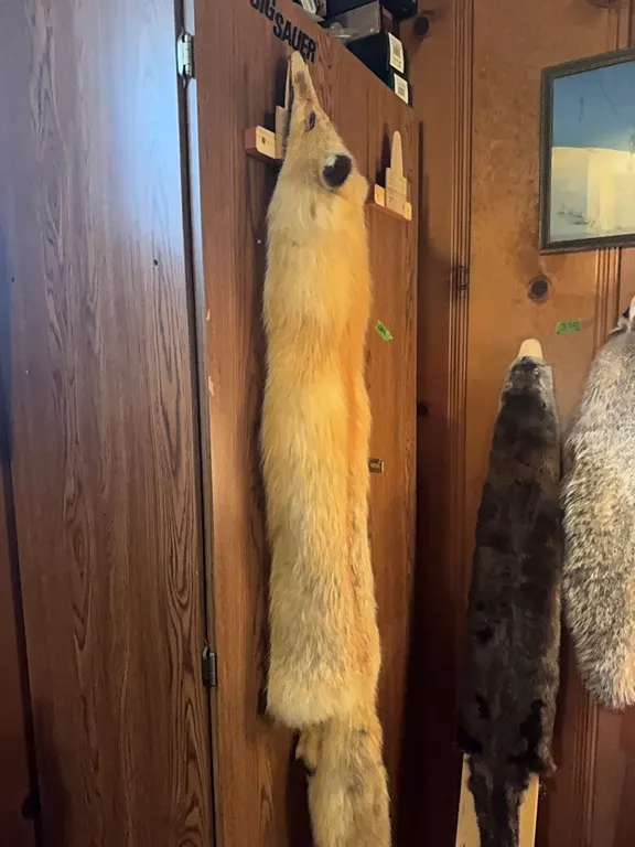 Red fox fur over 4’ from nose to end of tail