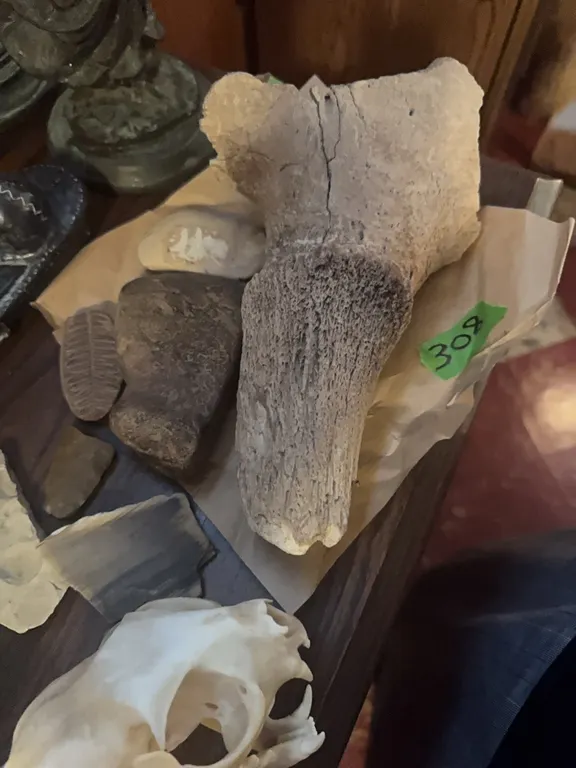 skull, fossil, flint, misc..