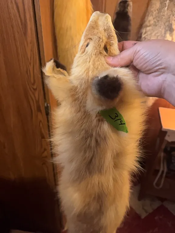 Red fox fur