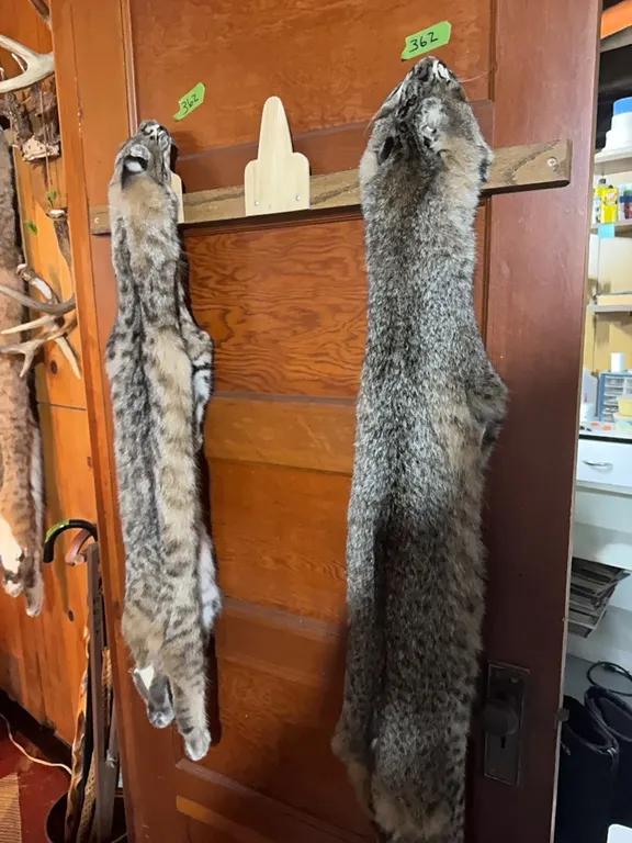 2 bobcat furs
