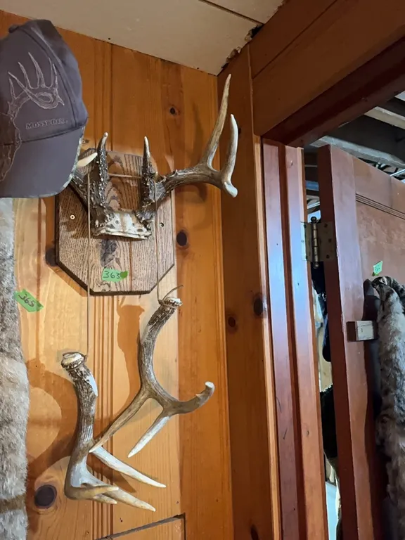 Antlers on wall, and antlers on string, bill cap