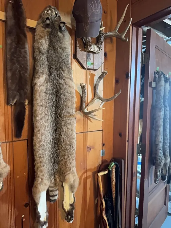large bobcat fur