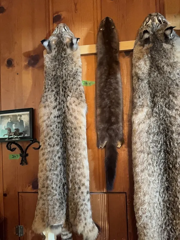 bobcat fur and maybe martin or mink