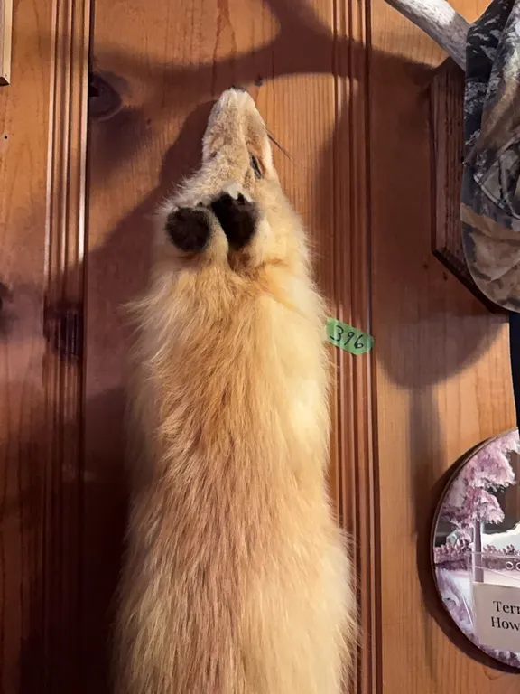 red fox fur