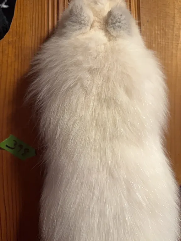 Genuine Arctic fox, this is a very costly fur, tough to find