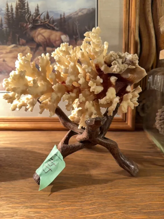 Coral on stand