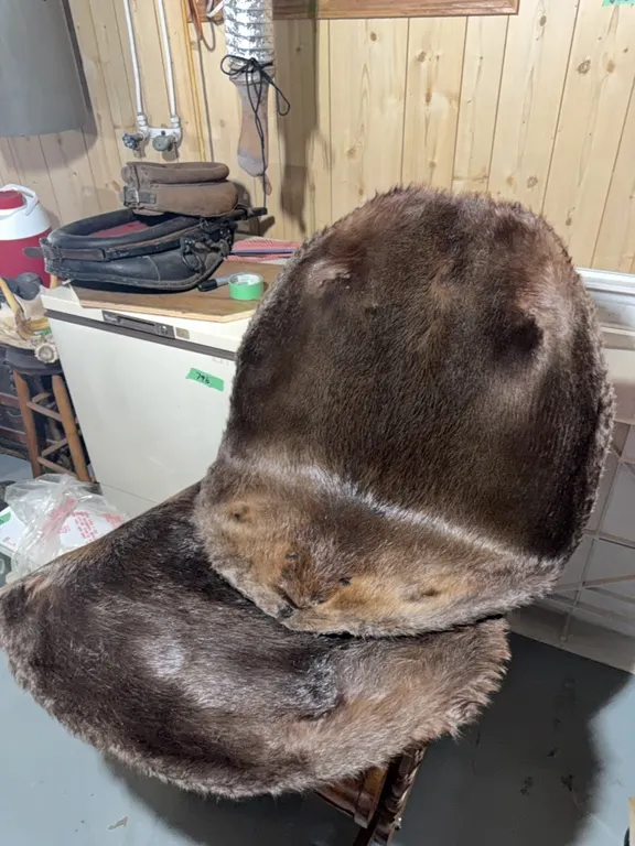 (2) large beaver skins