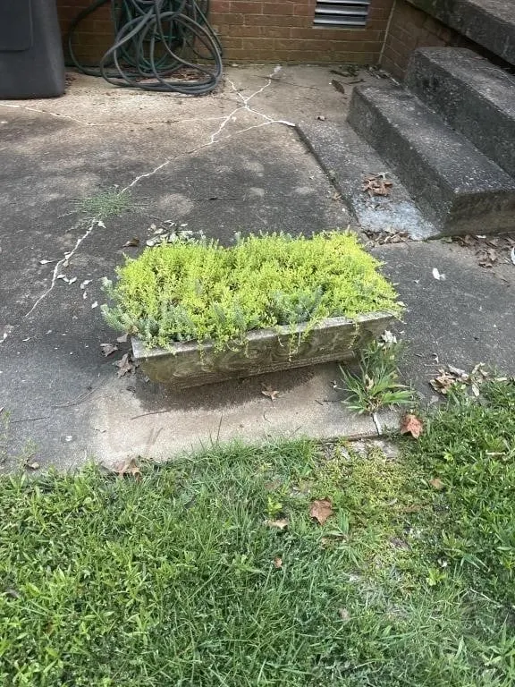 12 in t Pot and concrete plantar 26x8