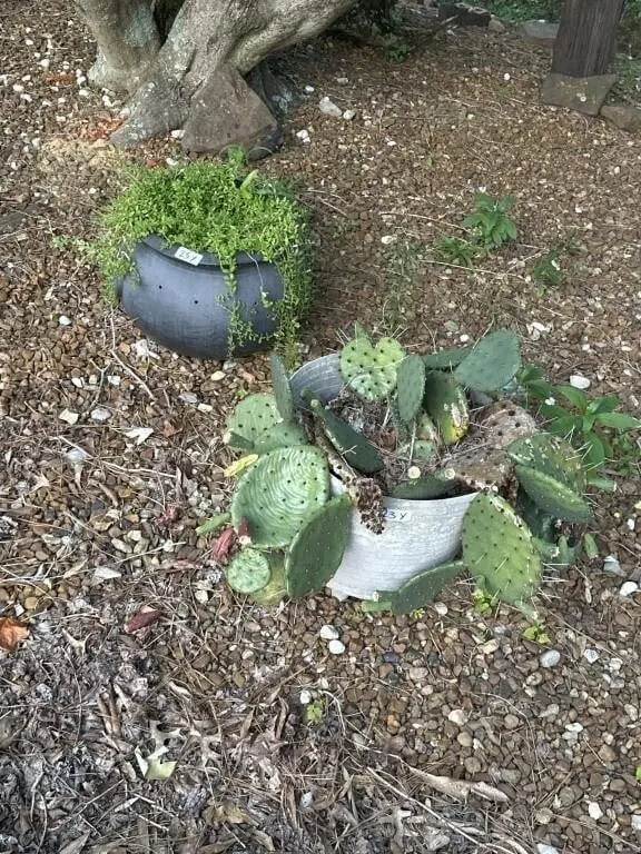 Black plastic pots and grey pot 13 in tall