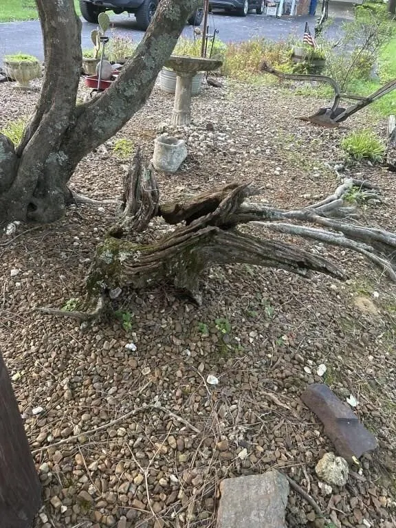 Driftwood 41x26 t