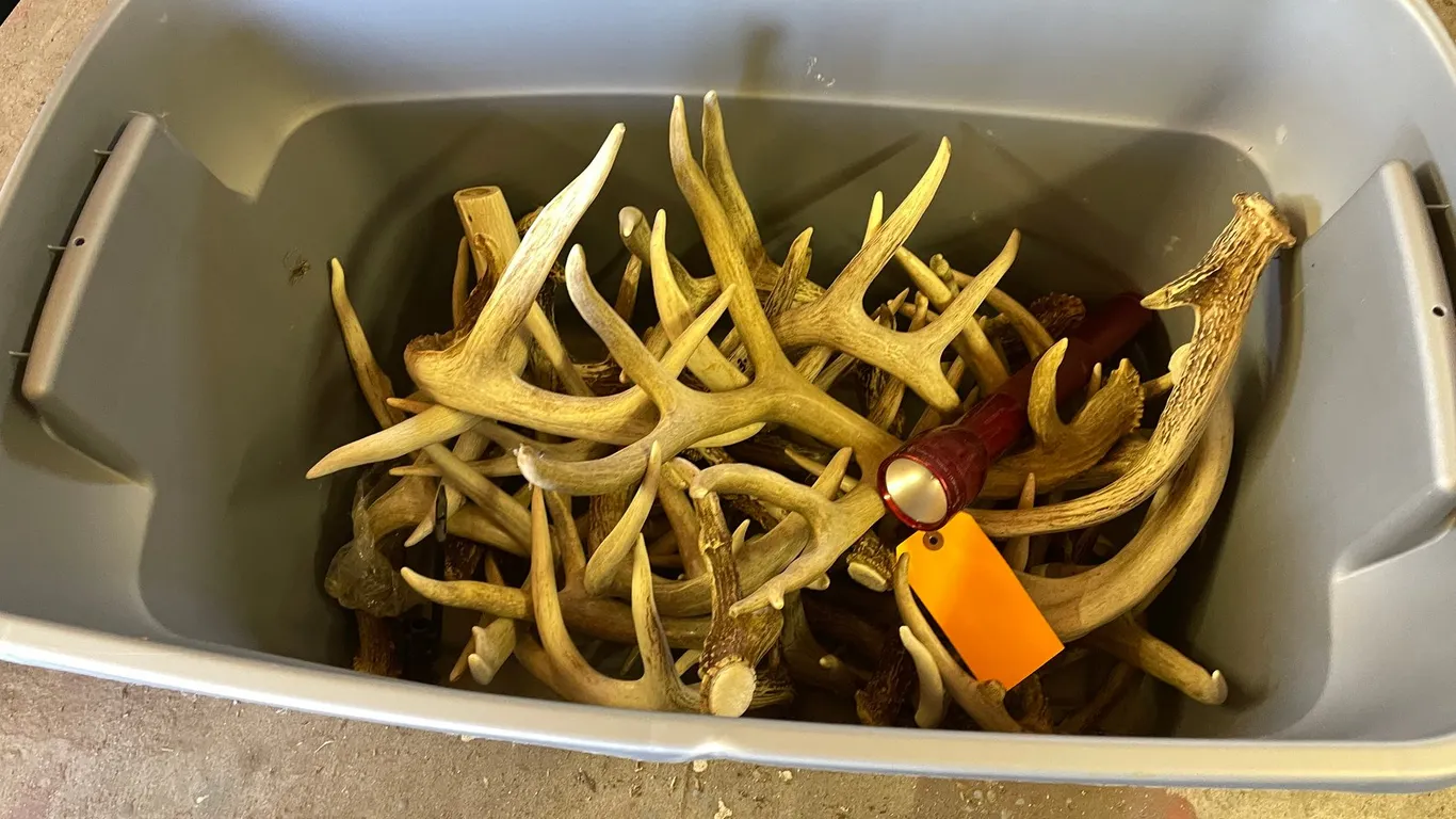 Tote of Deer Antler Sheds