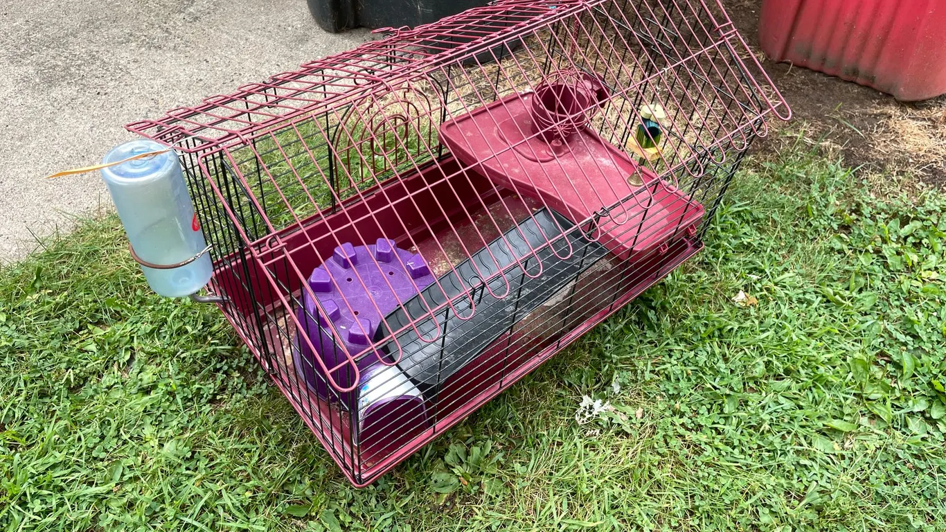 Guinea Pig Cage