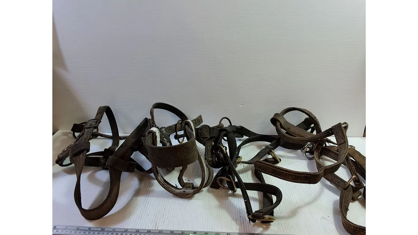 Draft Horse H-D Bridle and Halters