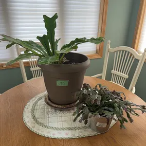 plants