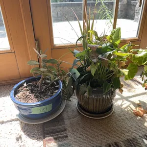 Plants