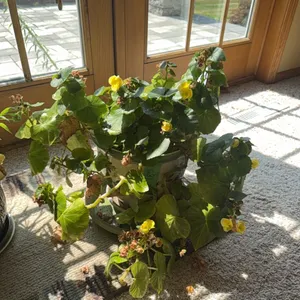 Plant