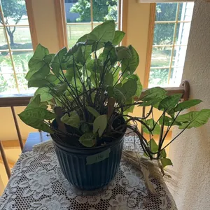 Plant