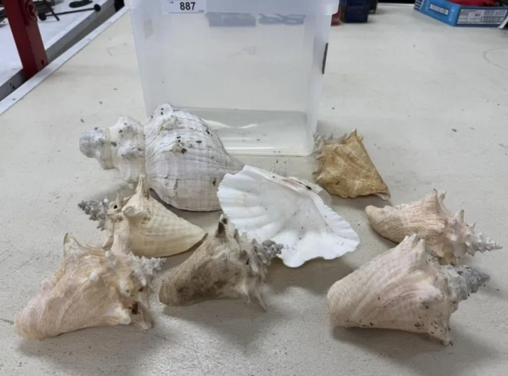 Conch Shells