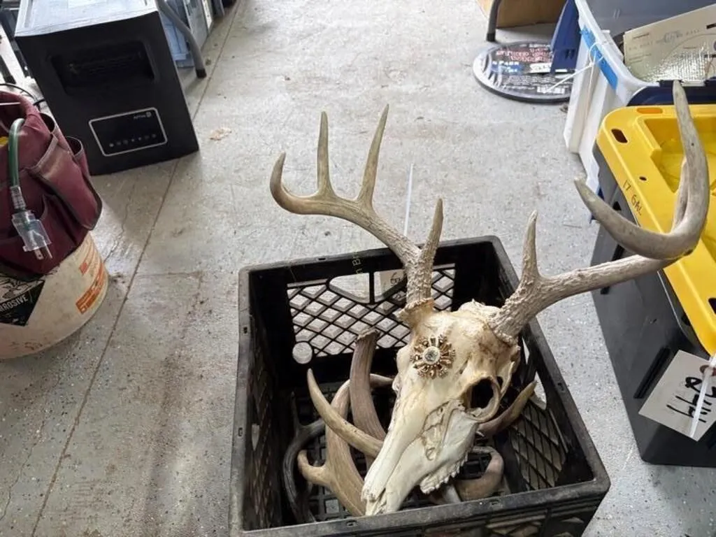 Deer Antlers & Skull