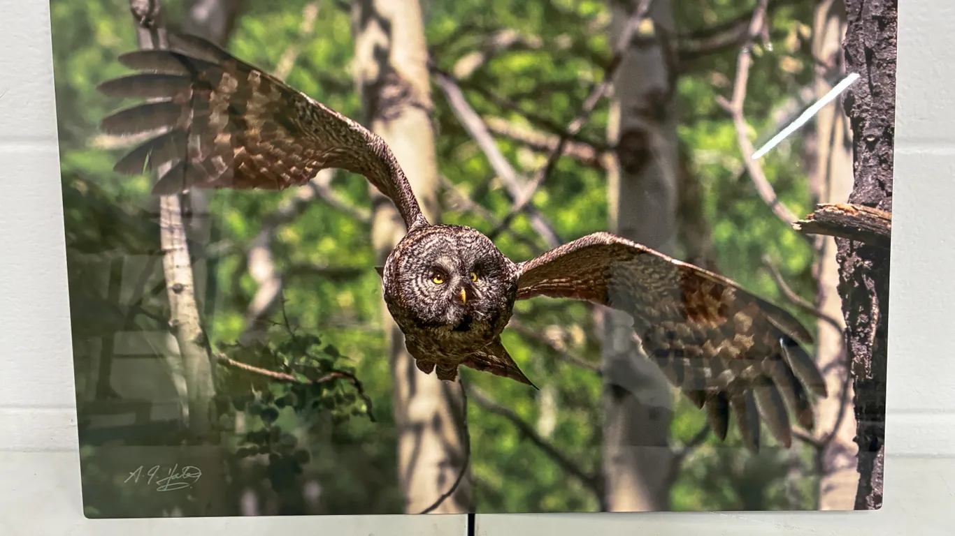 Owl Picture 12" X 18"